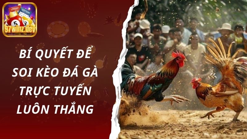 Bí quyết để soi kèo đá gà trực tuyến luôn thắng 