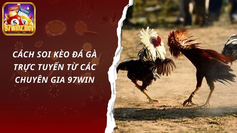 Cách soi kèo đá gà trực tuyến từ các chuyên gia 97Win