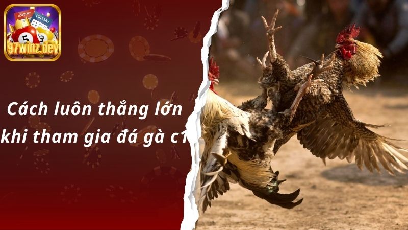  Cách luôn thắng lớn khi tham gia đá gà c1