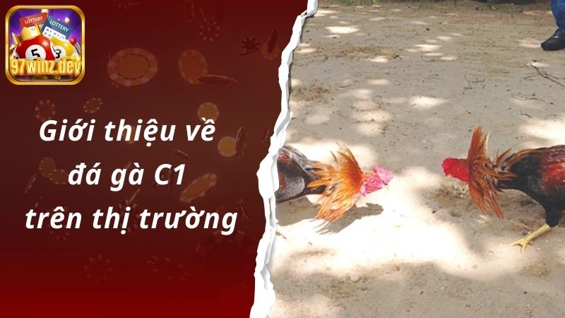 Giới thiệu về đá gà C1 trên thị trường