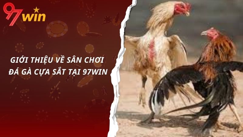 Giới thiệu về sân chơi đá gà cựa sắt tại 97win