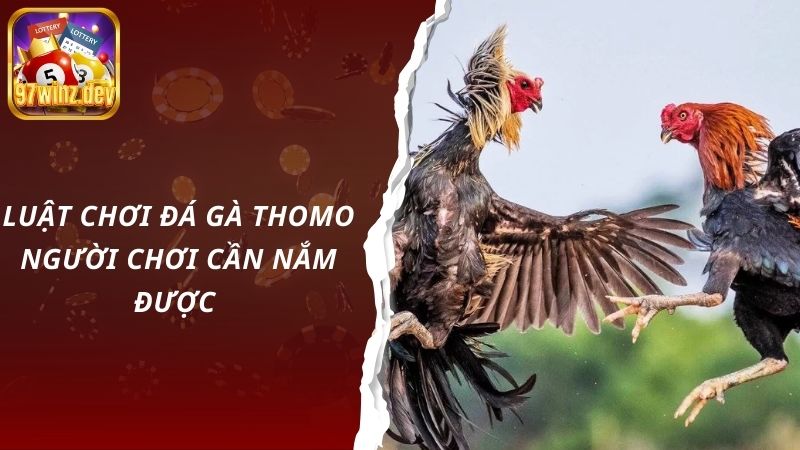 Luật chơi đá gà Thomo người chơi cần nắm được 