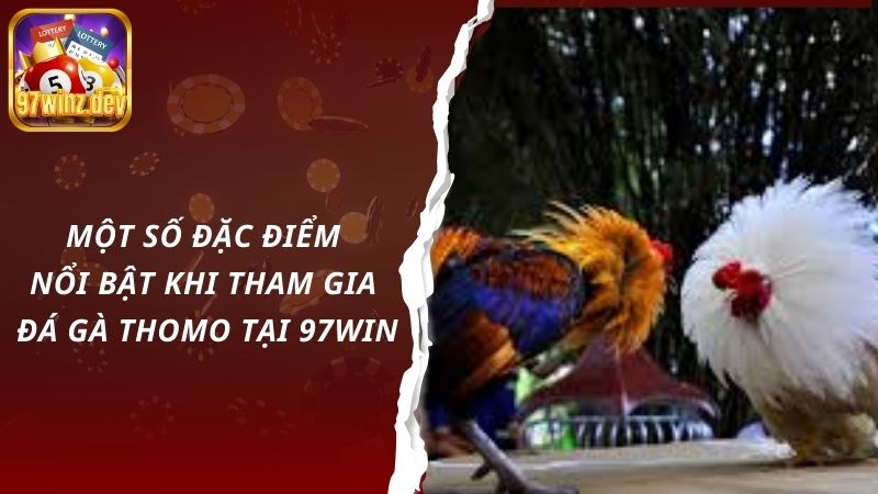 Một số đặc điểm nổi bật khi tham gia đá gà Thomo tại 97Win