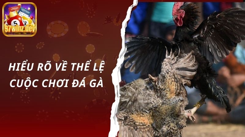 Hiểu rõ về thể lệ cuộc chơi đá gà